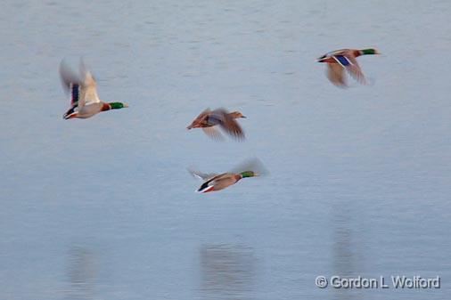 Ducks In Flight_09466.jpg - Over Lake Erie photographed near Sherkston, Ontario, Canada.
